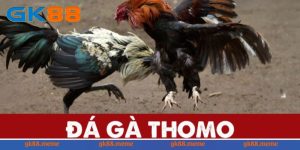 đá gà Thomo